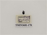 藏品(鞘翅目(1))的圖片